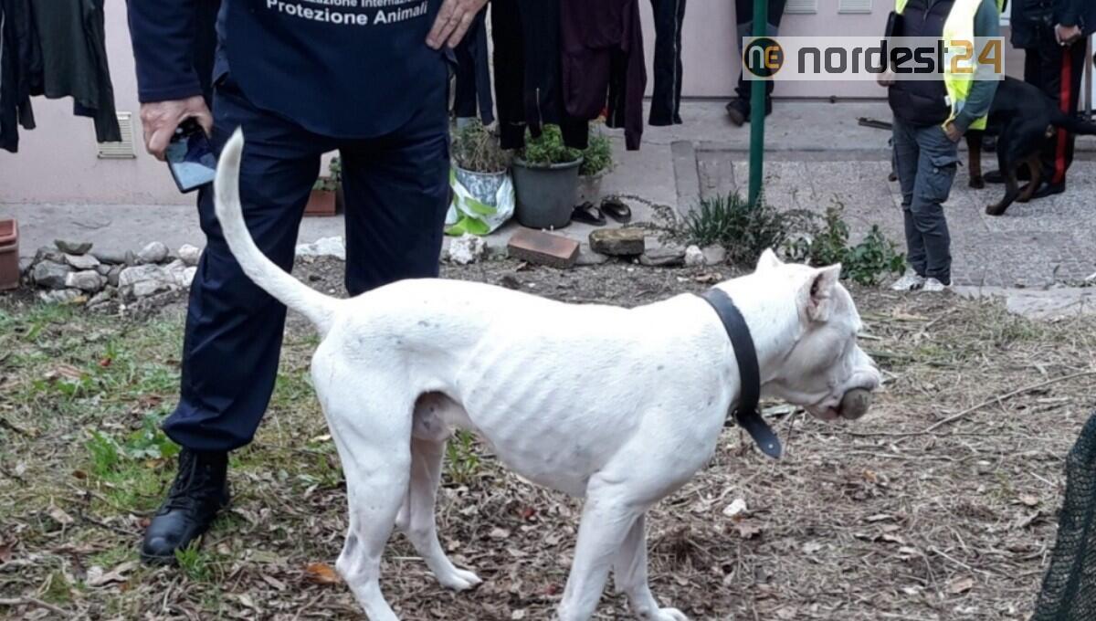Picchiati e legati h24: è finito l'incubo per un Rottweiler e un Dogo argentino - 