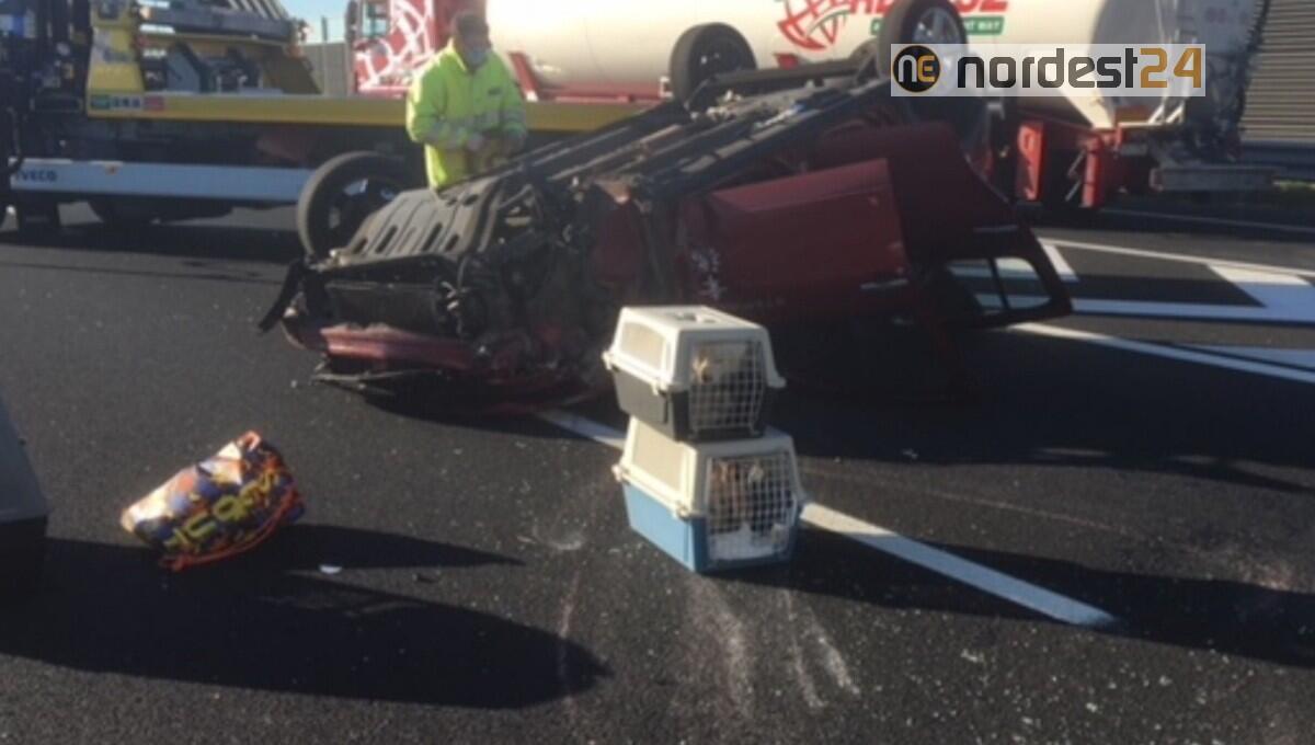 Si ribalta in A4, i cuccioli di razza a bordo fuggono: indagato - 
