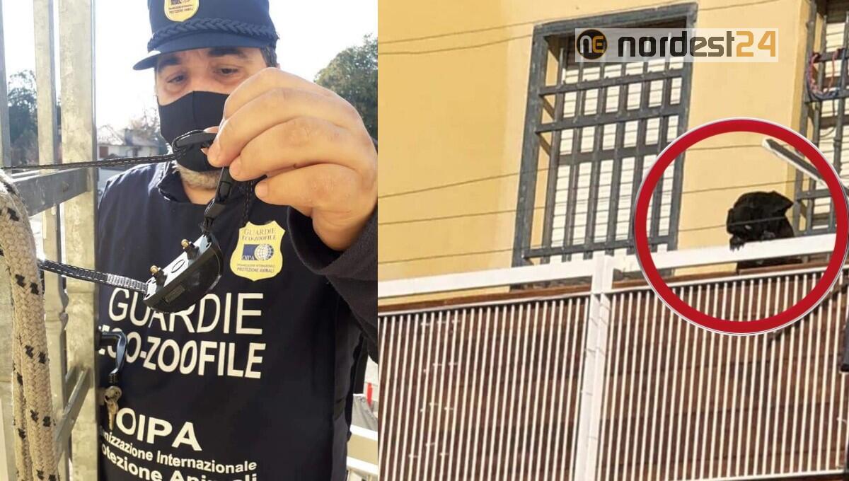 Collare elettronico con scosse al cane per non farlo abbaiare - 