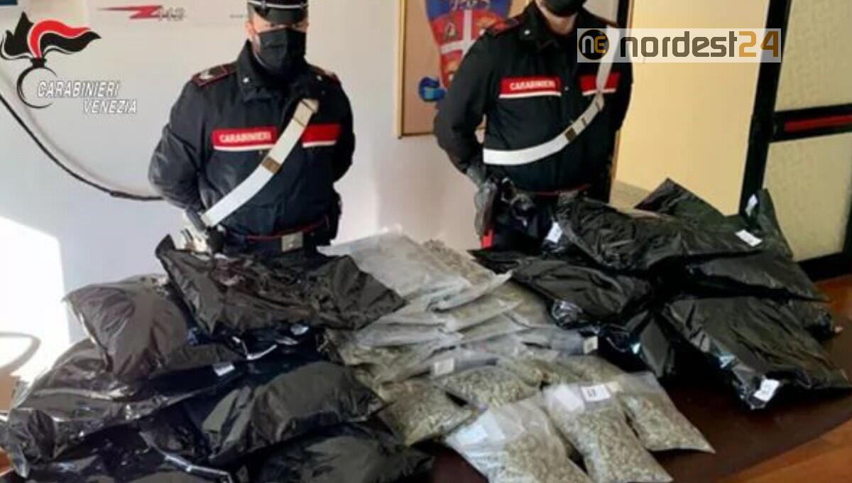 San Donà. Sequestrati 30 chili di marijuana: giovane albanese in arresto - 