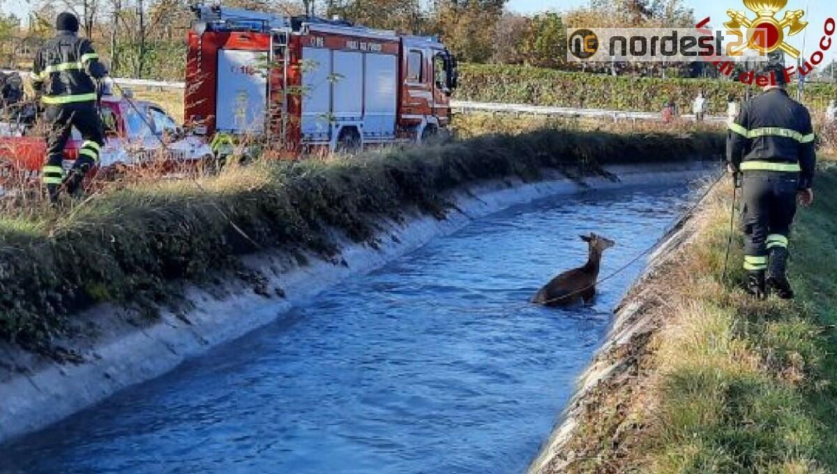 Coppia di cervi bloccati nel canale a Roveredo in piano: soccorsi dai pompieri - 