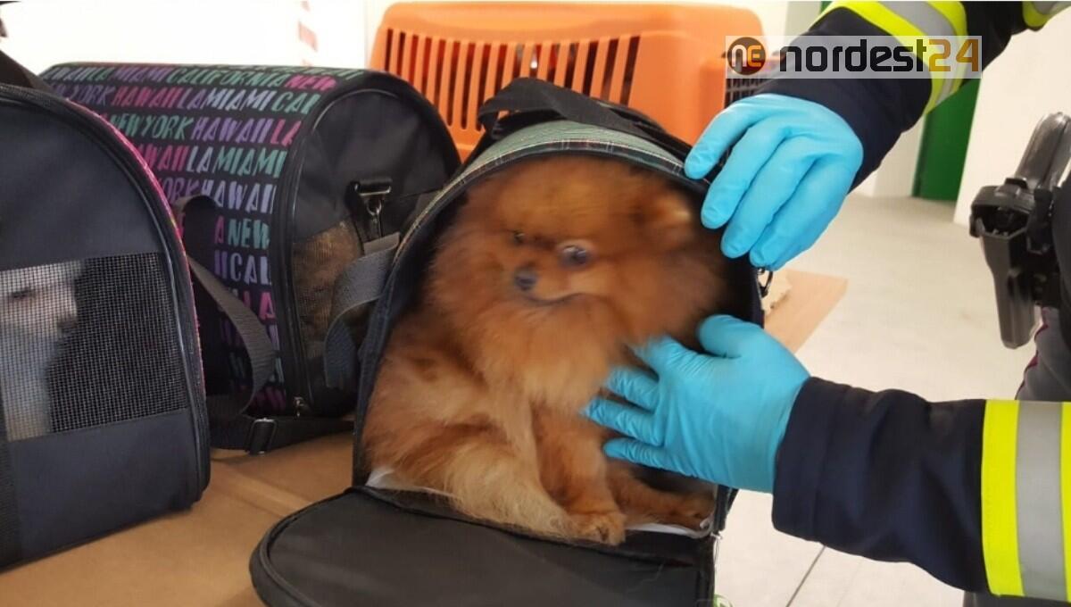 Traffico illegale di cuccioli: 14 trovati in un'auto a Gonars, in A4 - 