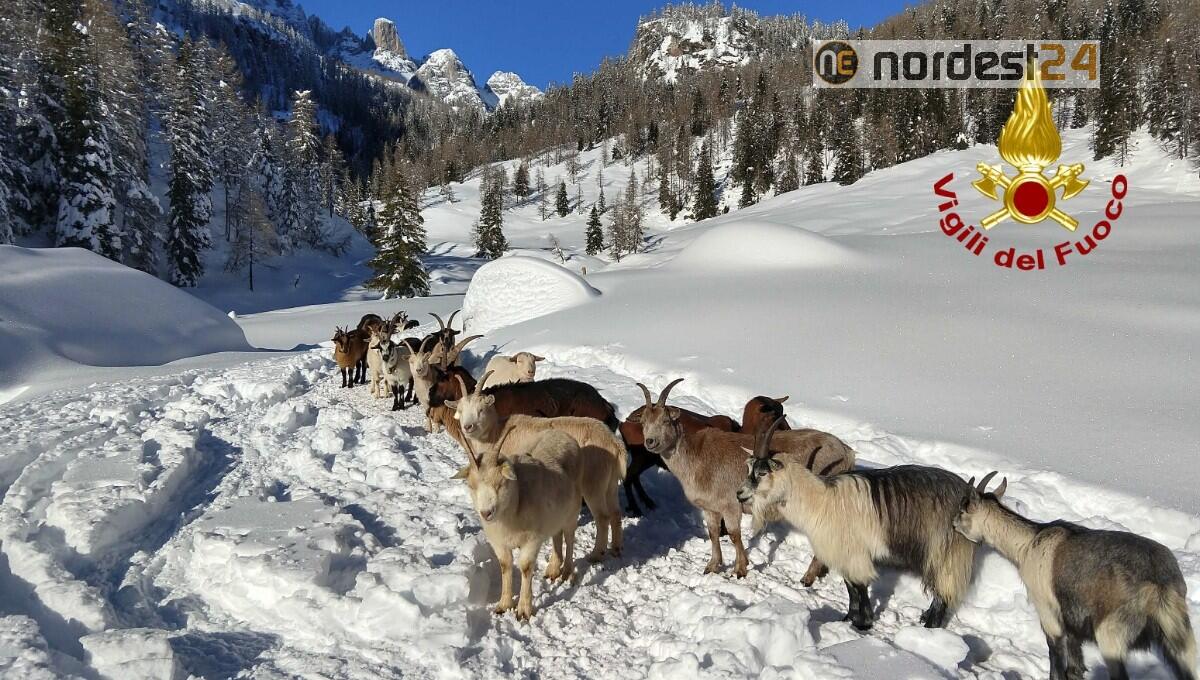 Foraggio a 30 capre e mucche isolate dalla neve grazie ai vigili del fuoco - 