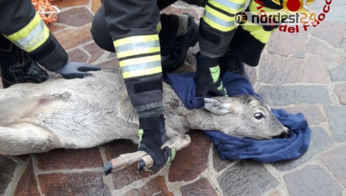 A Tarcento i vigili del fuoco salvano un capriolo nei pressi del fiume Torre - 