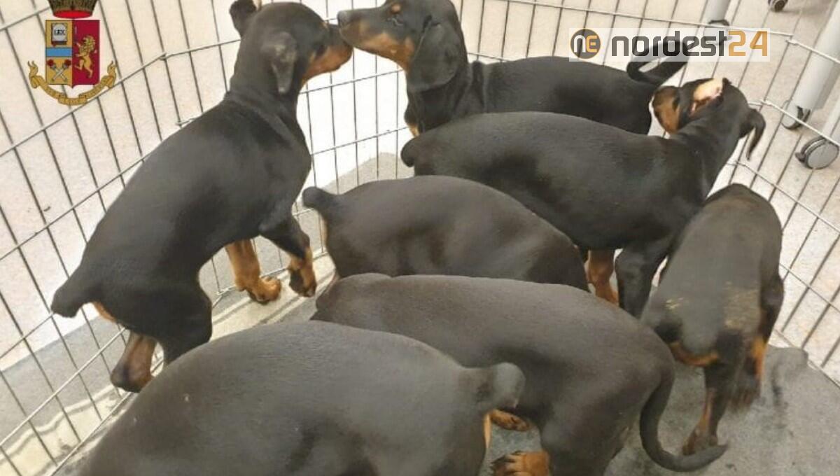 Traffico illecito di cuccioli: sequestrati bulldog francesi e dobermann - 