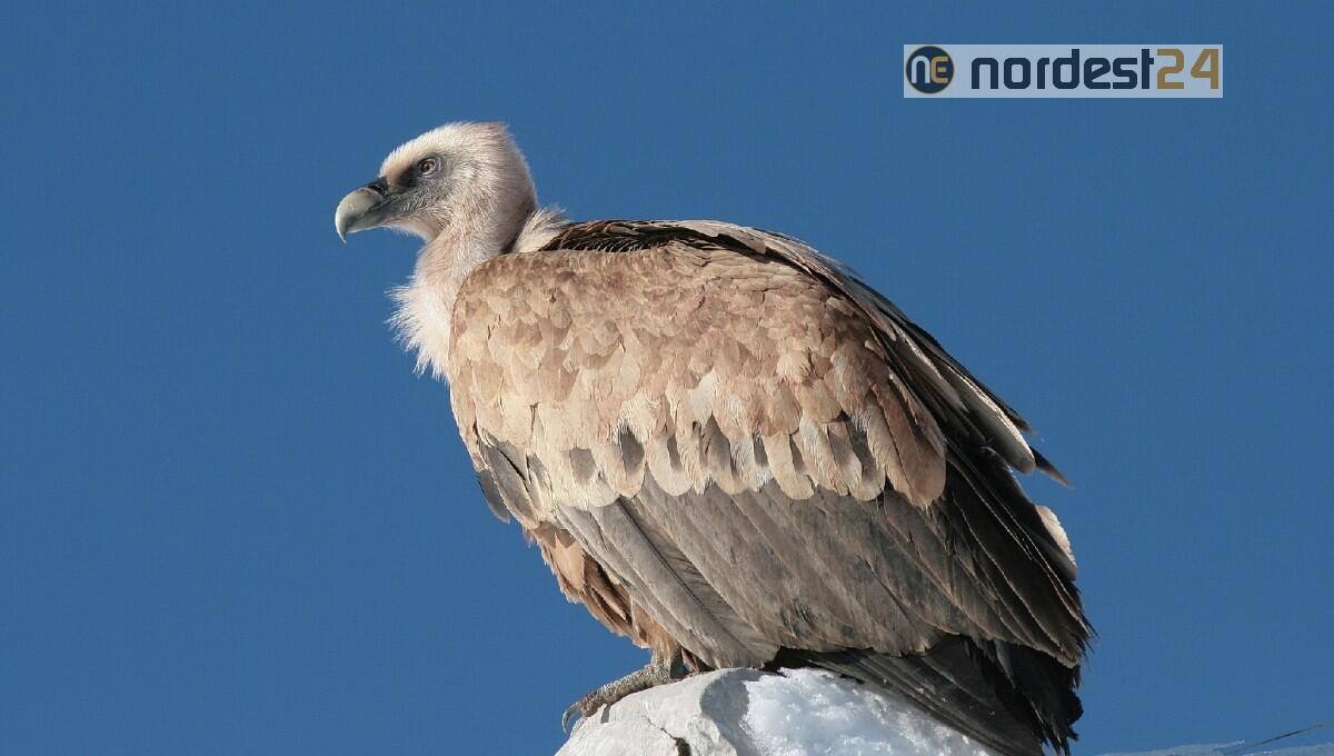 Record  di nidificazioni alla riserva regionale di Cornino - 