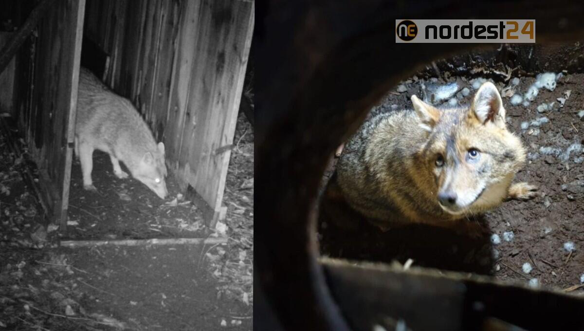 Sciacallo dorato catturato e liberato: è il 5° in Italia monitorato grazie al collare satellitare - 