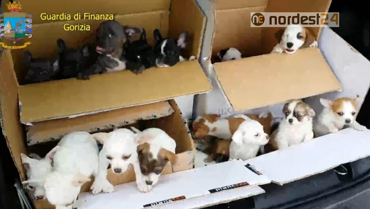 Traffico illegale dall'Est Europa: salvati 220 cuccioli - 