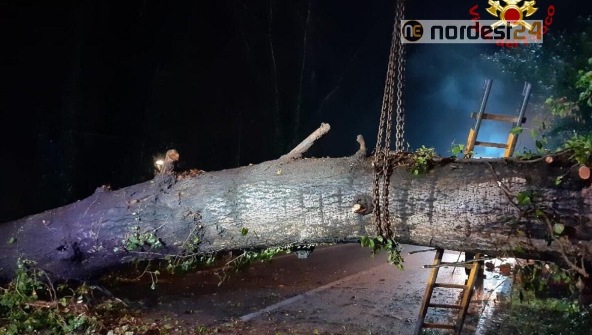 Grosso albero cade lungo la SP 46 e blocca la viabilità: nessun ferito - 