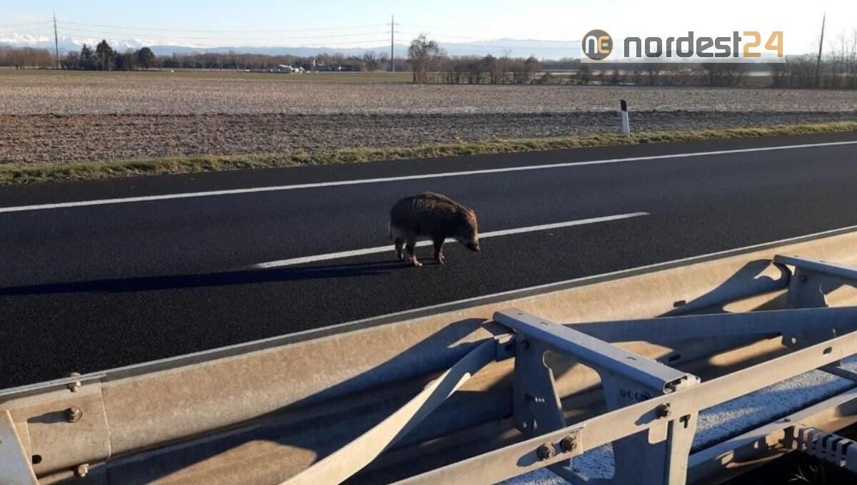 A4, cinghiali in autostrada: tratto Palmanova - Villesse riaperto - 