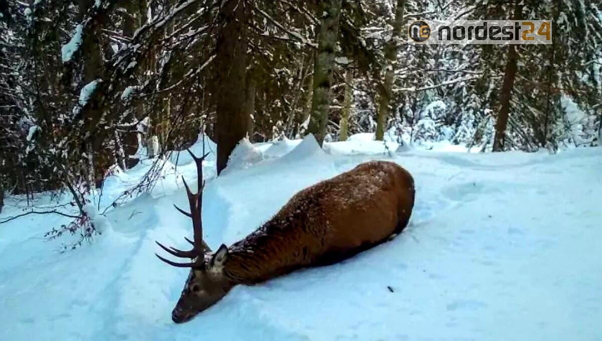 "Animali stremati dal gelo, Zaia fermi la caccia": l'interrogazione del consigliere regionale - 