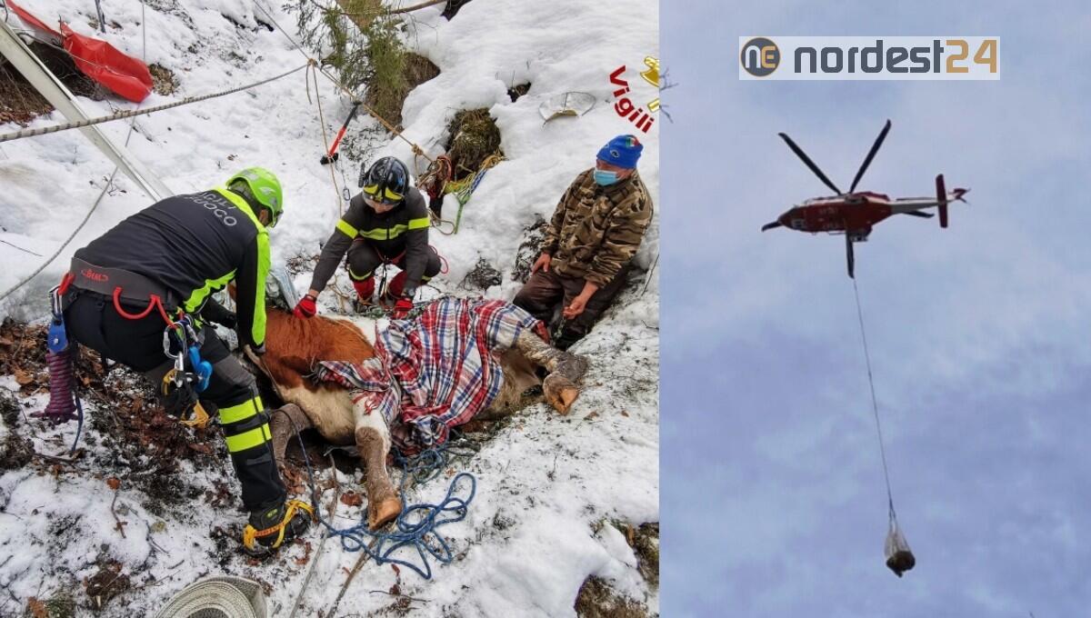 Mucca scivola per 100 metri nel dirupo: soccorsa dai pompieri con l'elicottero - 