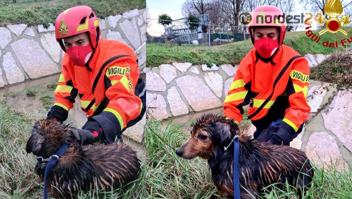 Due cani ed una nutria intrappolati nel canale di scolo: liberati dai pompieri - 