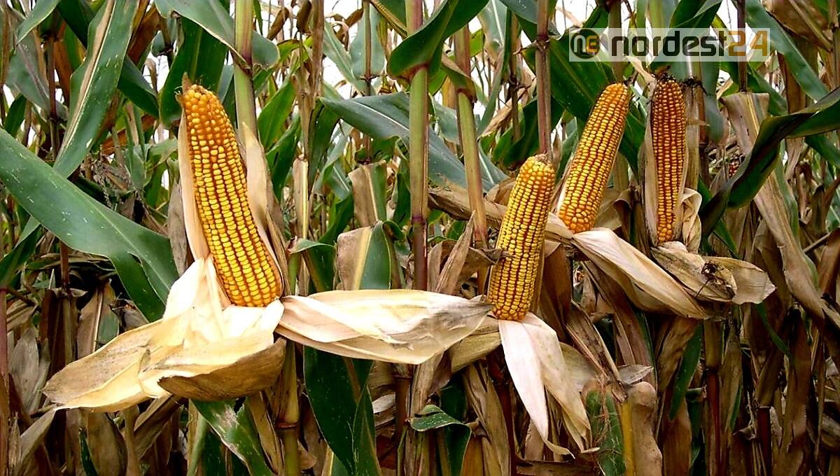 Confagricoltura Fvg: in 10 anni perso il 56 per cento degli ettari investiti a mais - 