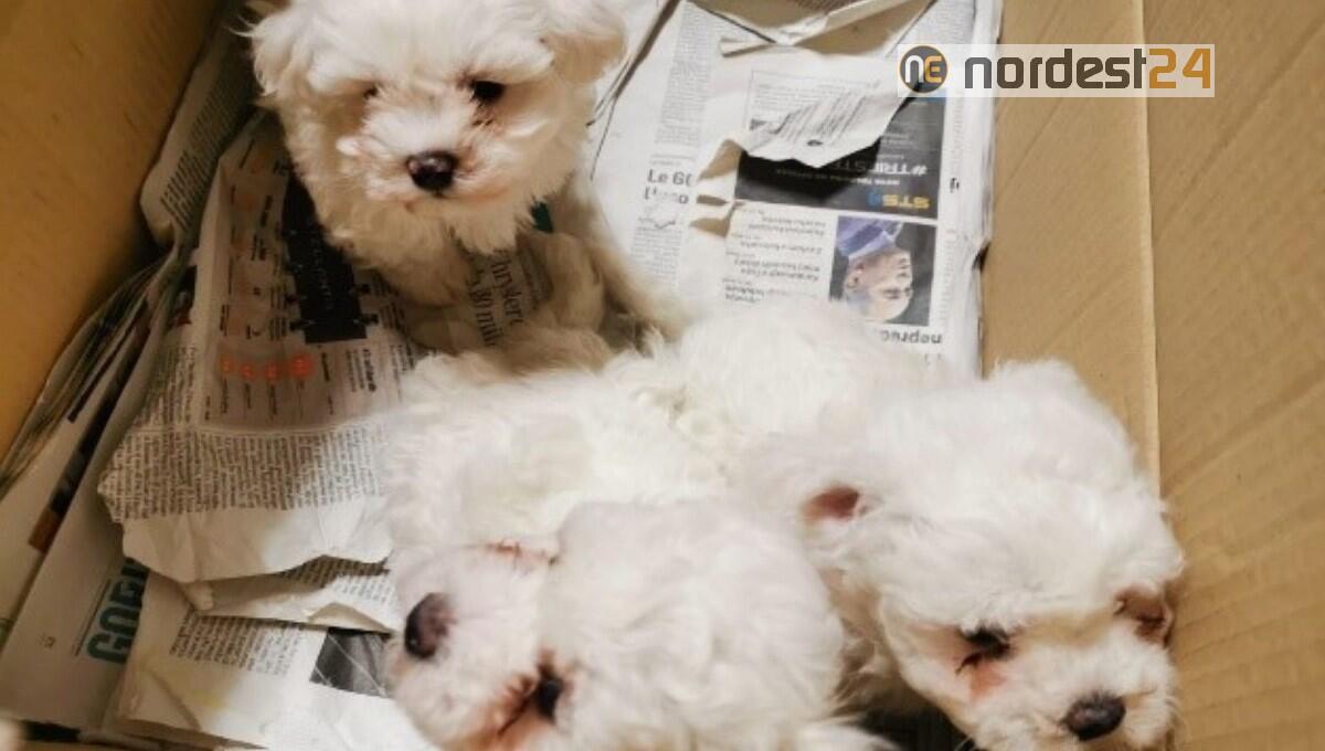 Sequestro di cuccioli a Gradisca d’Isonzo: denunciato un rumeno - 