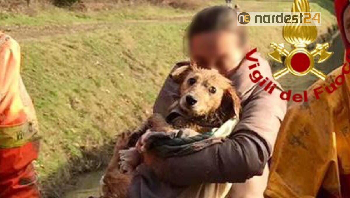 Cocker incastrato nel cunicolo di uno scolo d'acqua: salvato dai pompieri - 