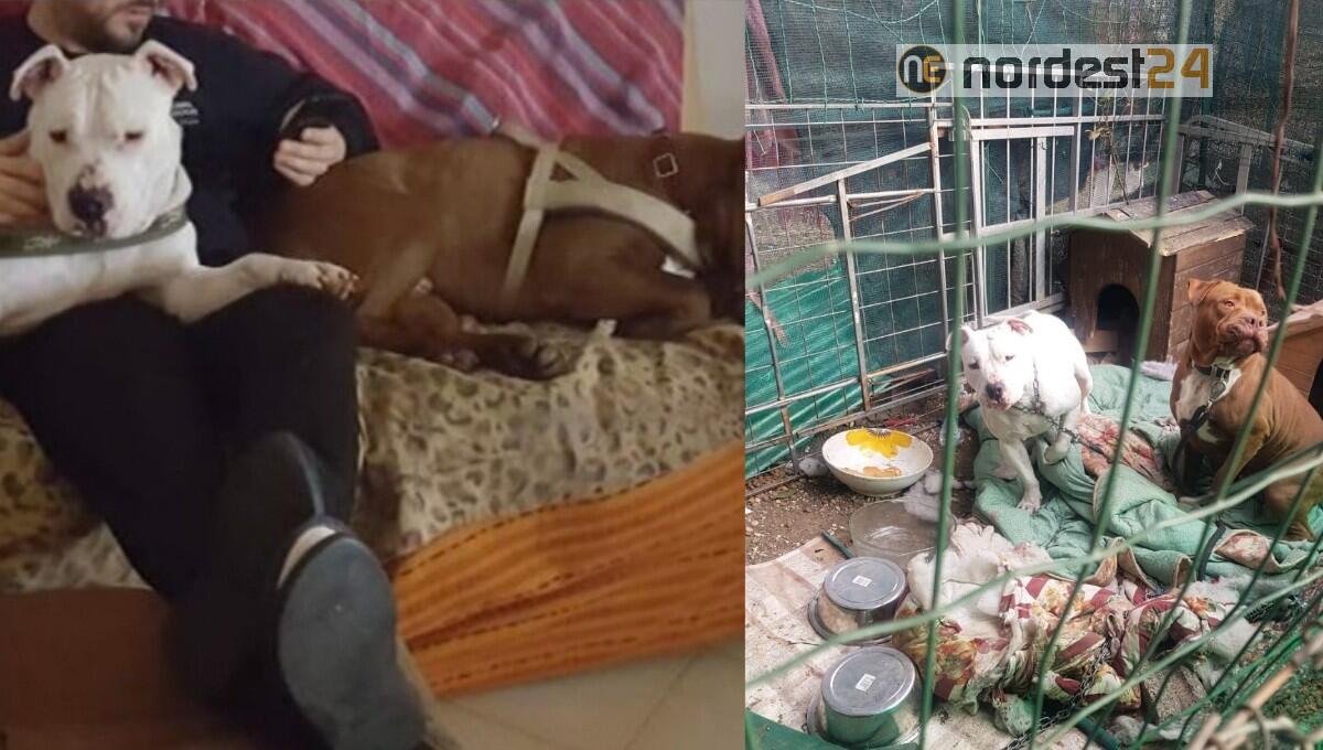 Jack e Zeus: dall’inferno al paradiso grazie alle guardie dell’Oipa di udine - 