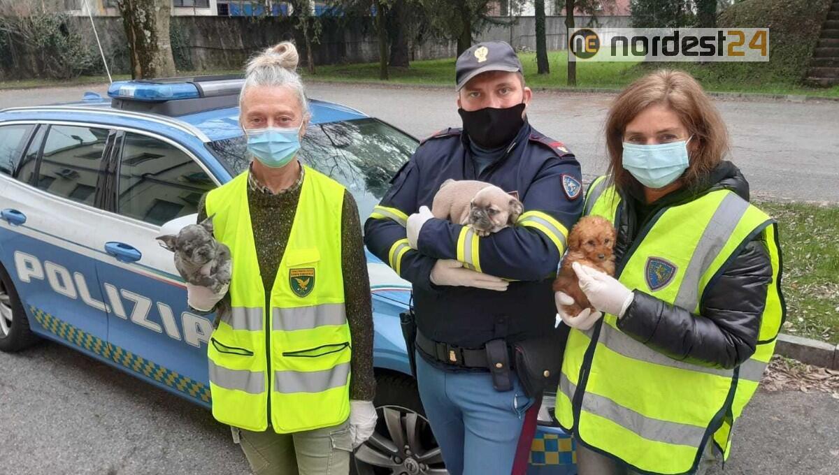 Traffico illegale di cuccioli, ancora da svezzare: denunciato un 46enne - 