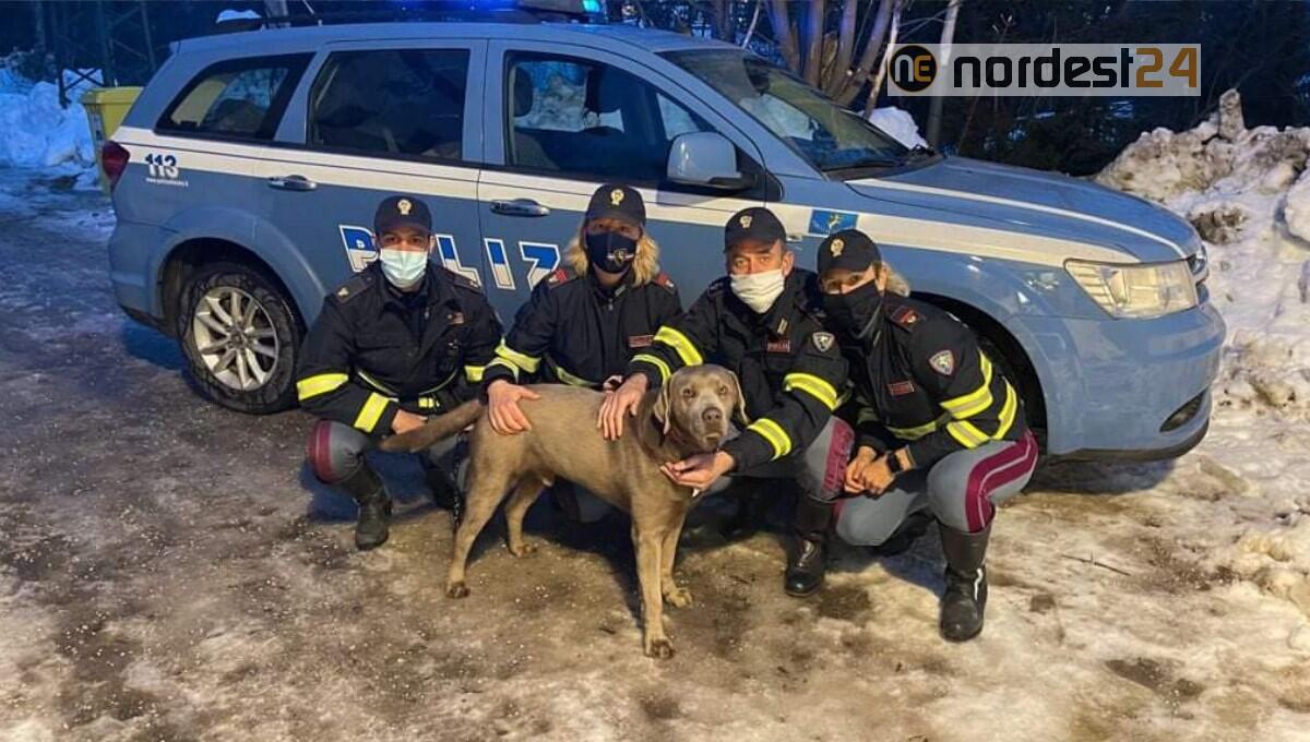 Solo e infreddolito per strada: labrador salvato dalla Polizia - 
