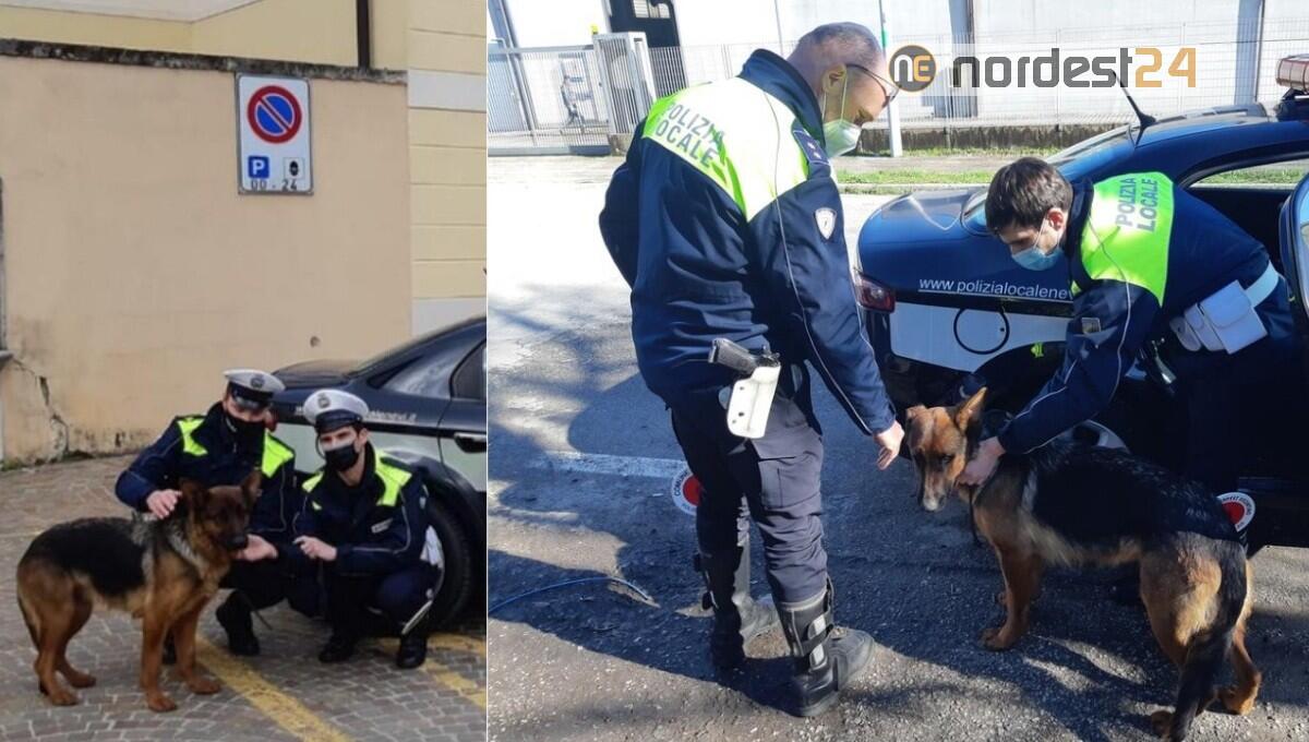 Pastore tedesco rubato, ritrovato nell'area nomadi grazie alla Polizia locale - 