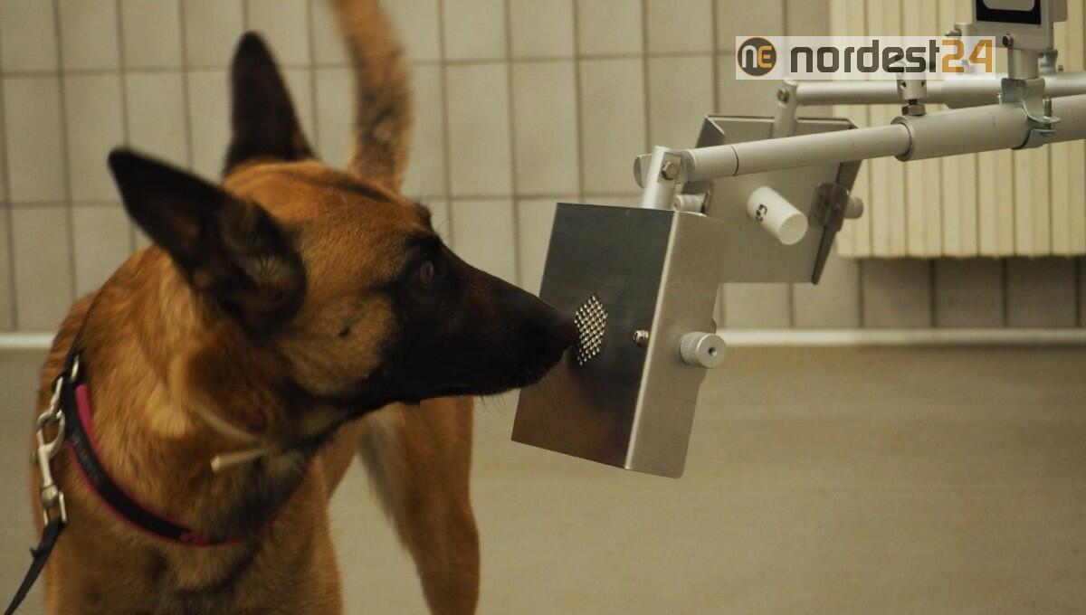 Anche a Nord Est saranno impiegati i cani anti Covid: fiuteranno il 95% dei positivi - 