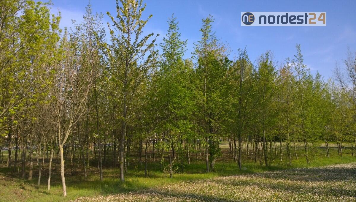 Udine, sottoscritto un protocollo per la creazione di boschi urbani - 