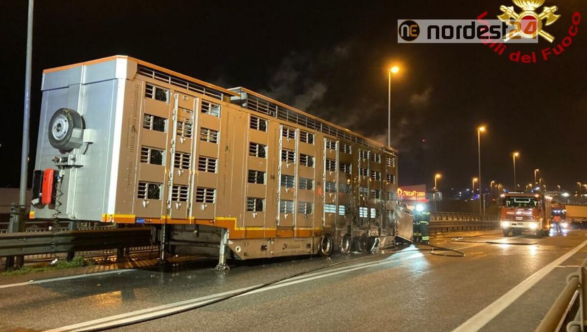 Tir con 38 bovini si incendia: l'autista li libera salvandoli - 