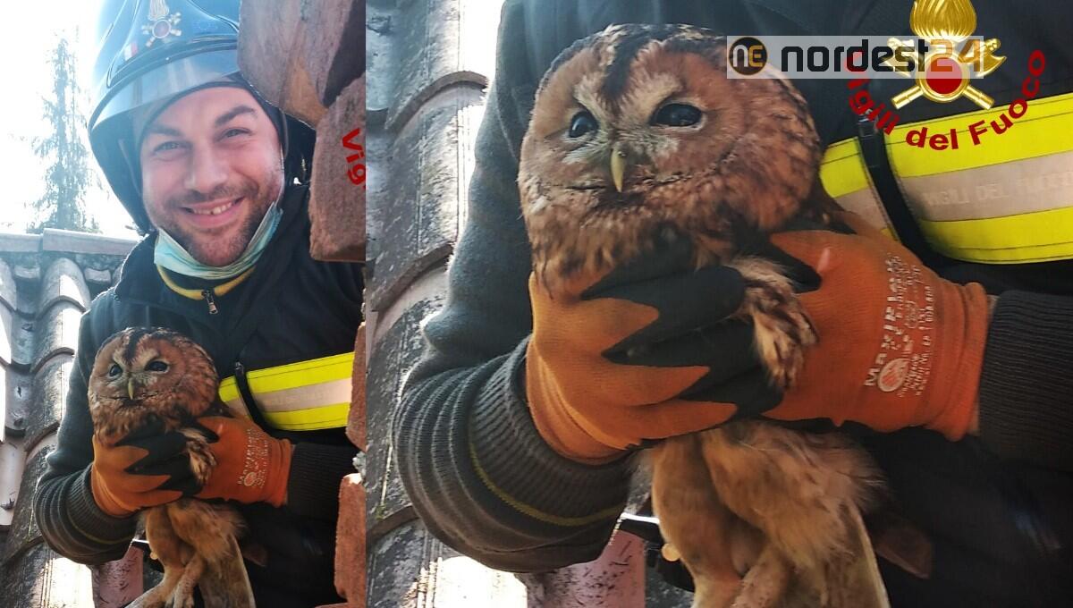 Allocco incastrato in una canna fumaria da 4 giorni: liberato dai pompieri - 