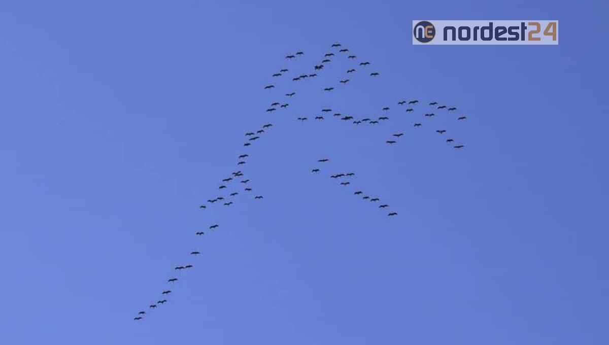 Stormo di gru sorprende tutti nei cieli del Medio Friuli: le foto - 