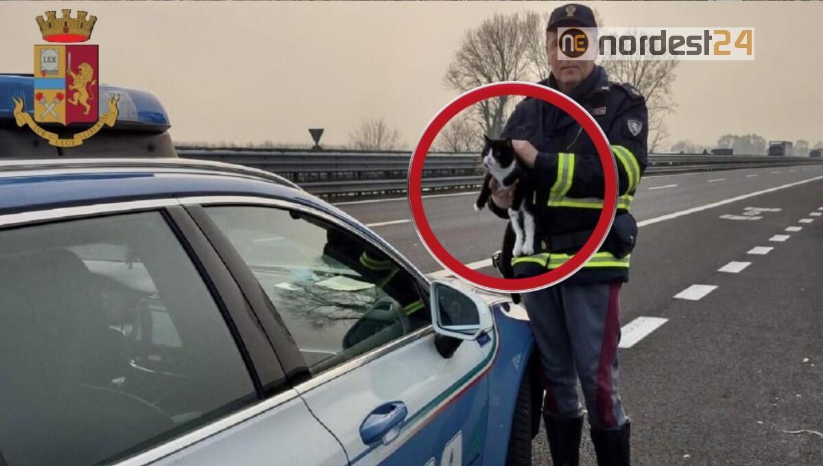 Gattino corre in A28 lungo il guardrail centrale: salvato dalla Polizia - 