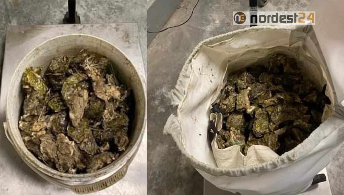 Cavallino-Treporti, raccolgono ostriche oltre il limite consentito: sequestro e multe - 