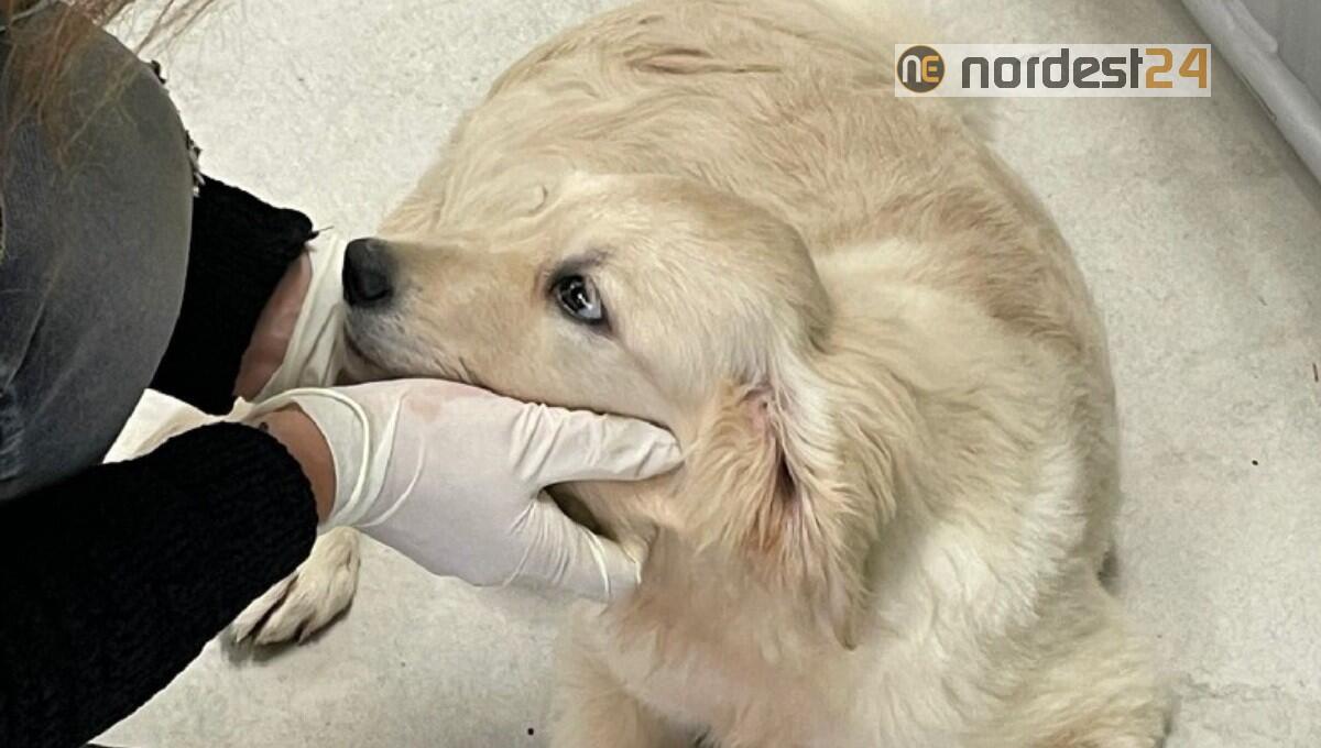 Traffico illegale, fermato un furgone con 30 cuccioli di cane malnutriti e disidratati - 