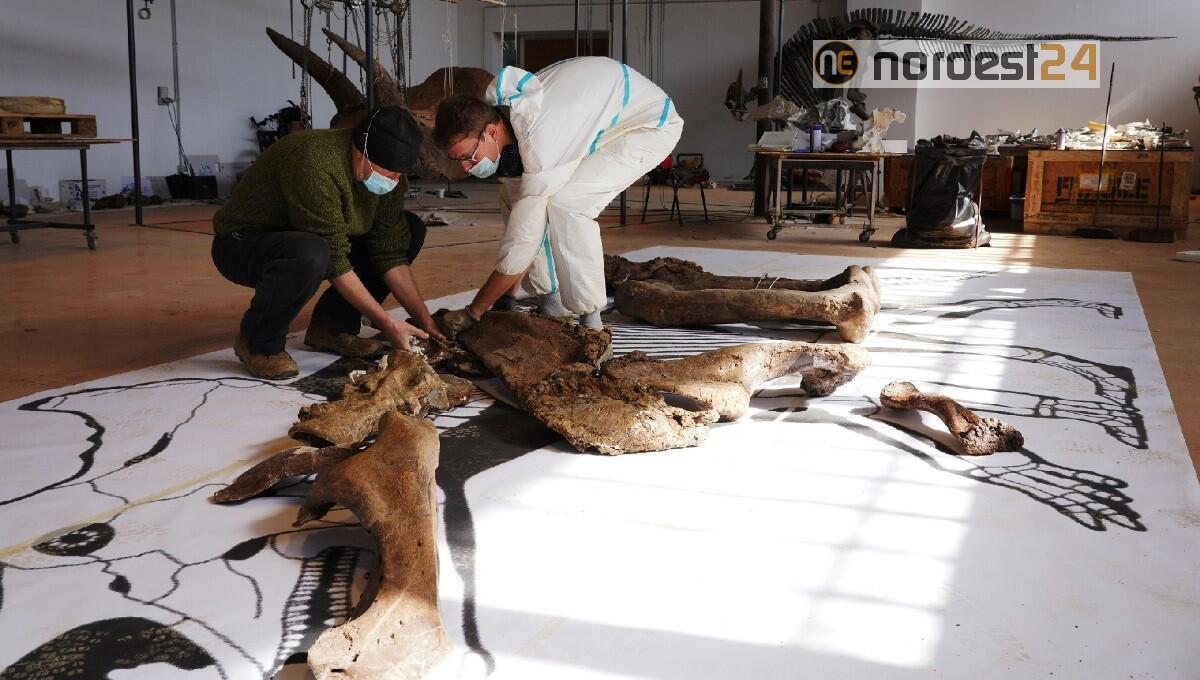 Ultimi preparativi sui resti di Big John prima di iniziare il montaggio dello scheletro - 