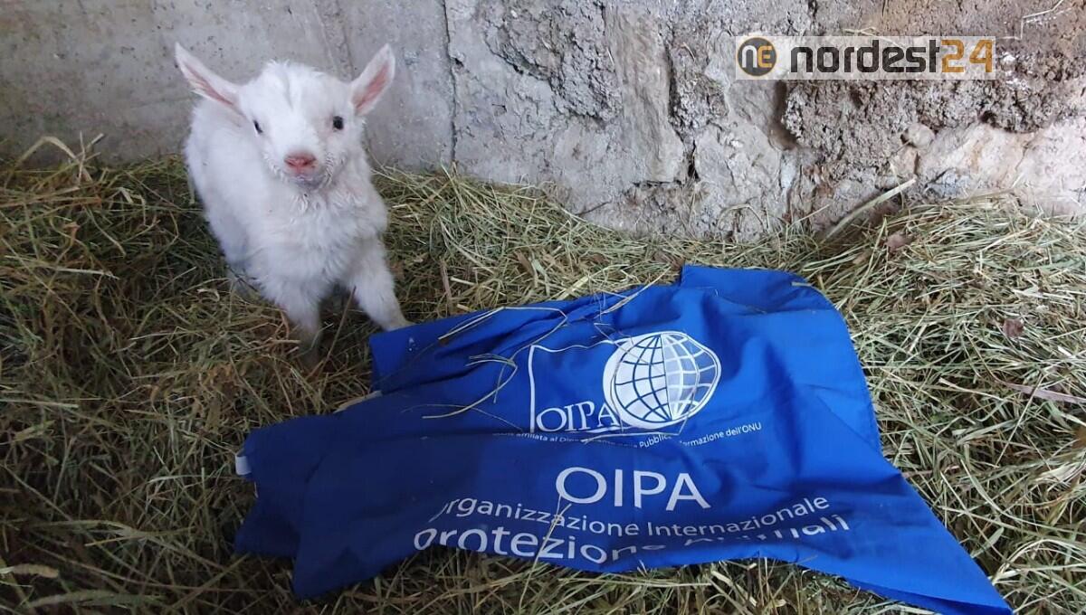 Crollano le vendite degli agnelli destinati a finire nel piatto - 