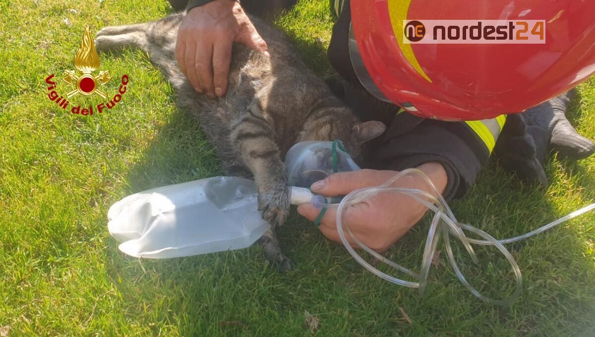 Incendio nel garage: i pompieri rianimano un gatto - 