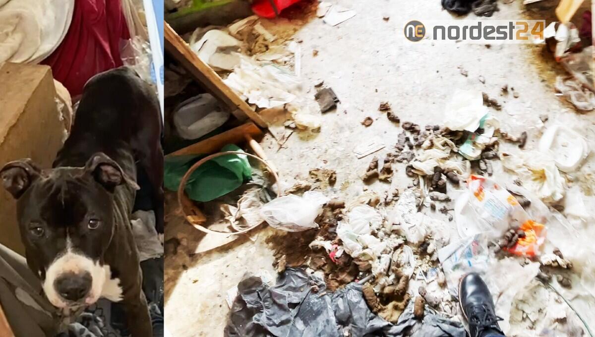 A Pordenone tre Amstaff su un tappeto di feci, senza acqua né cibo - 