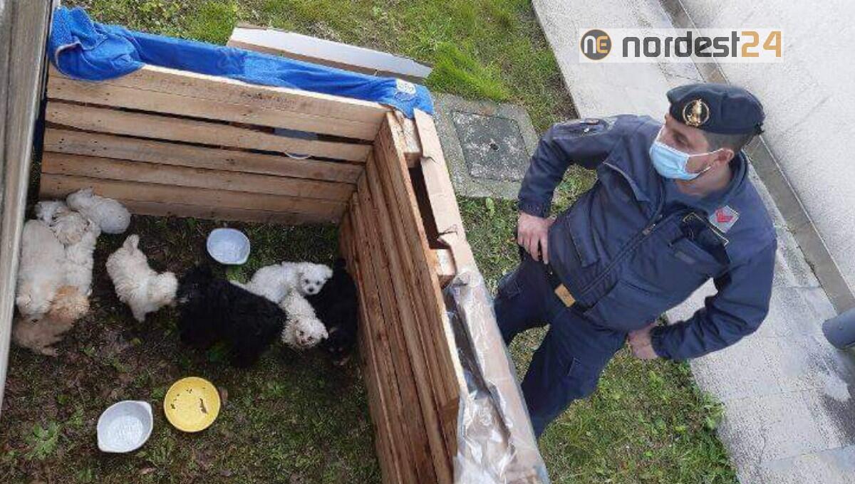 Portogruaro, 13 cuccioli stipati in 2 scatole di cartone: denunciati 2 uomini - 