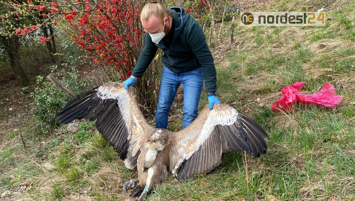 Ucciso dai tralicci della media tensione il grifone simbolo della Riserva regionale di Cornino - 