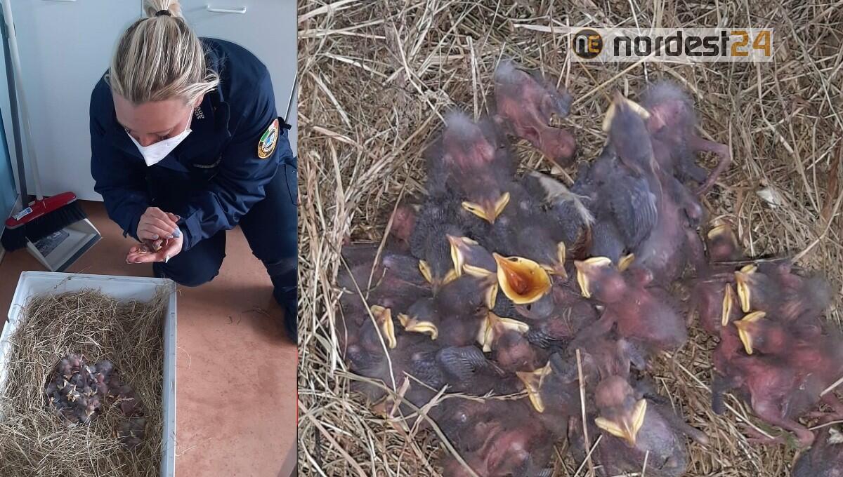 Gettati come spazzatura in 2 sacchi: salvati 30 piccoli uccelli strappati dai loro nidi - 