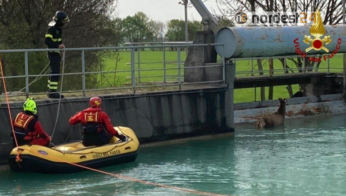 Cervo finisce nel canale a San Quirino: salvato dai pompieri - 