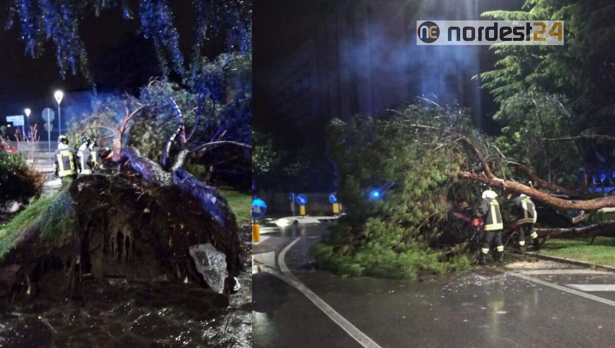 Maltempo, pino strappato dal vento cade sulla strada: intervento dei pompieri - 