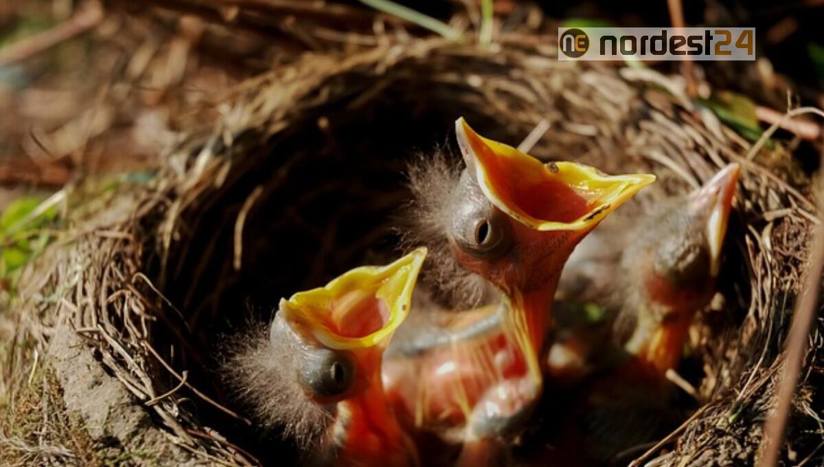 Potature e sfalci uccidono i nidiacei. L’oipa alle amministrazioni: «rispettate la biodiversità» - 