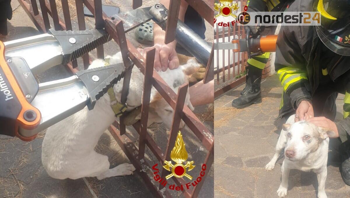 "Pepe" rimane incastrato nelle barre di un cancello: liberato dai pompieri - 