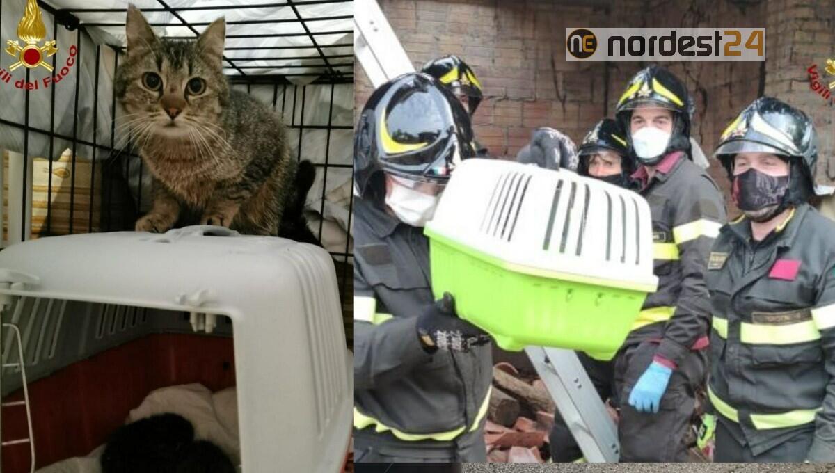 Cucciolate di gatti  in un edificio pericolante: recuperati dai pompieri - 
