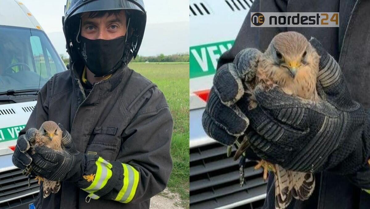 Rapace incastrato su un palo della telefonia: salvato dai pompieri - 