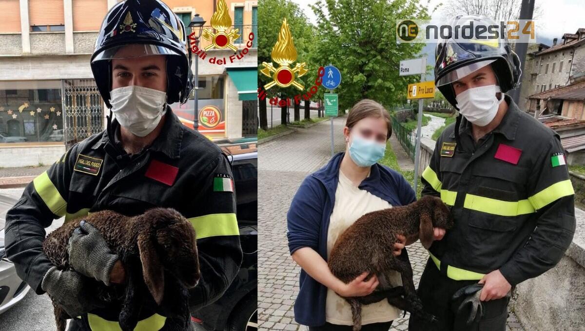 Agnellino bloccato in acqua nei pressi di una briglia: salvato dai pompieri - 
