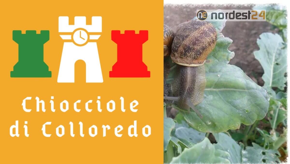Nasce il nuovo marchio “Chiocciole di Colloredo" - 