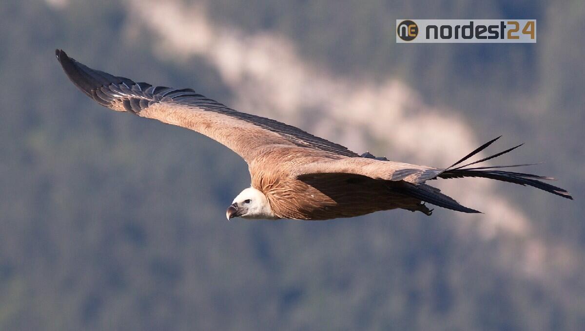Riapre domani al pubblico la Riserva naturale di Cornino, confermati tutti i grandi eventi - 