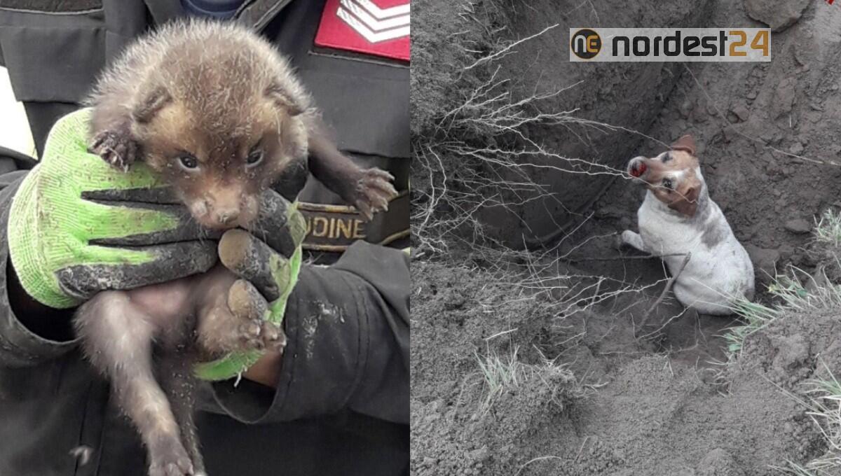 Si infila nella tana di 2 volpi e rimane bloccato: recuperato Jack Russell - 