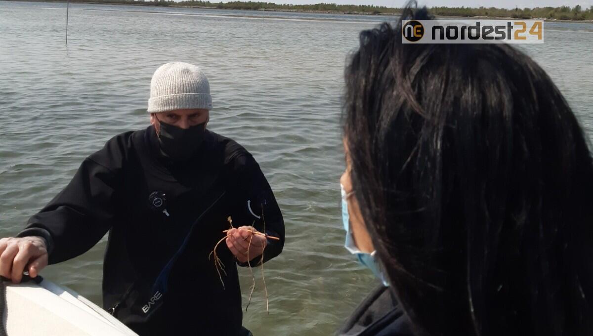 Monfalcone, trapianto di fanerogame golfo di Panzano - 